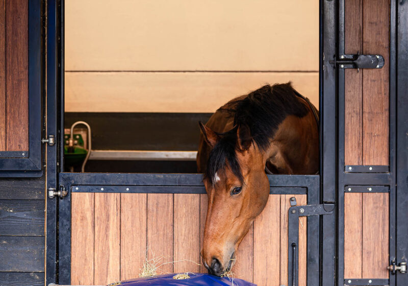 Horse Originals - DaKo Fotografie (Webformaat) 06