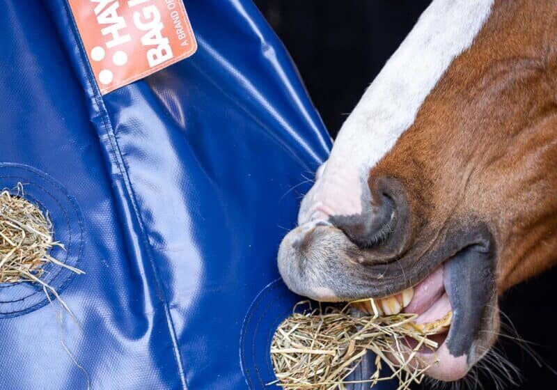 Horse Originals - Healthier Teeth And Gums