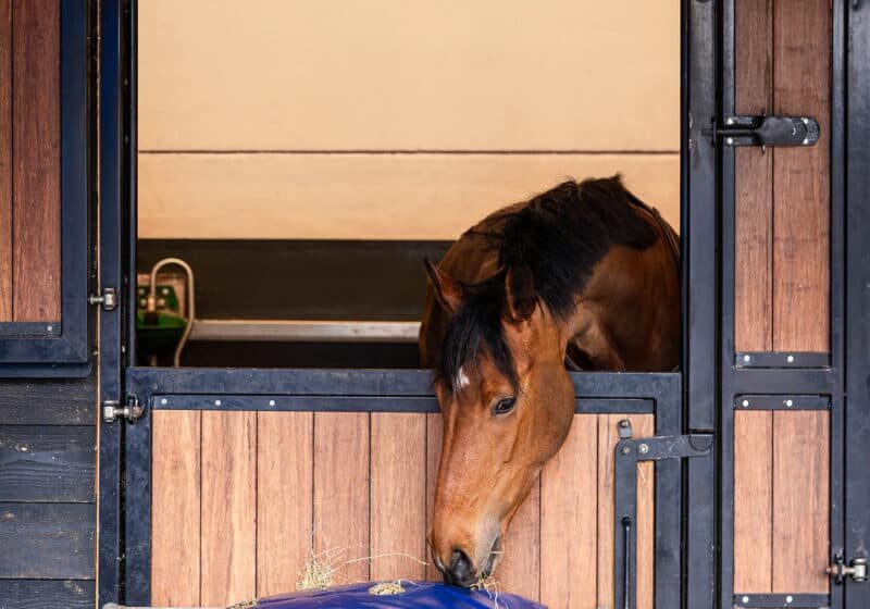 Horse Originals - Improves Digestion